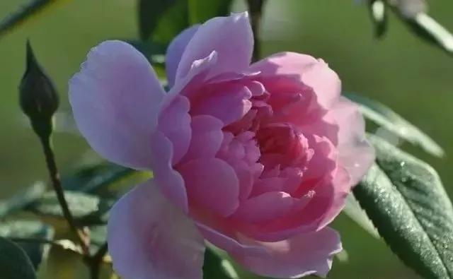 玫瑰有几种品种图片及名称,玫瑰品种分类名称及图片介绍