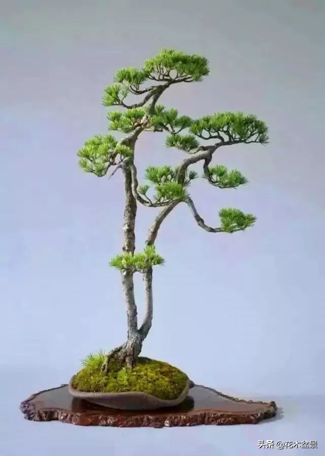 文人树盆景，宣泄一种情绪，吐露一种幽愤