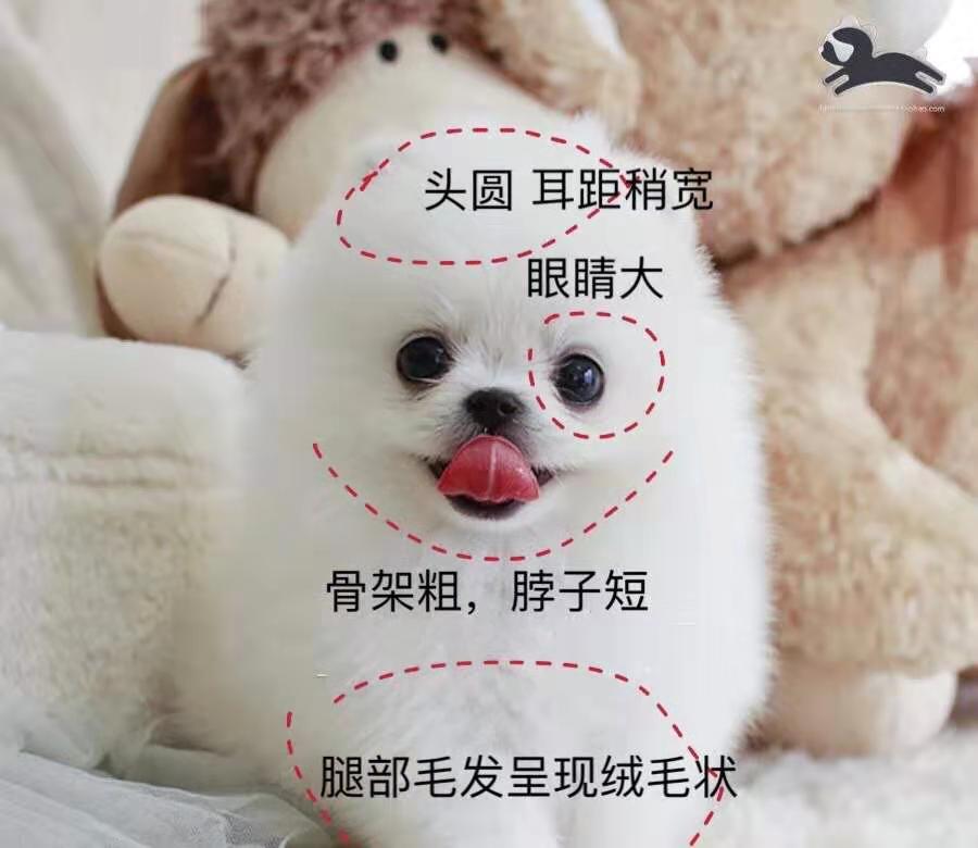 适合学生养的狗狗博美,博美十大最适合懒人养的狗排名