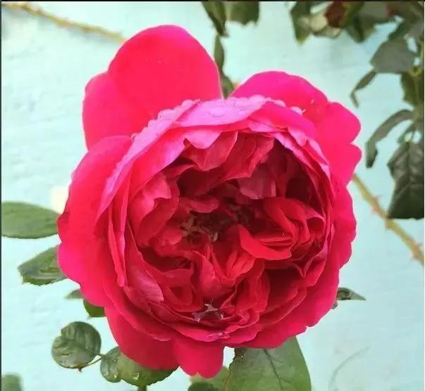 每天一点鲜花小知识,每天学习一点点科普知识