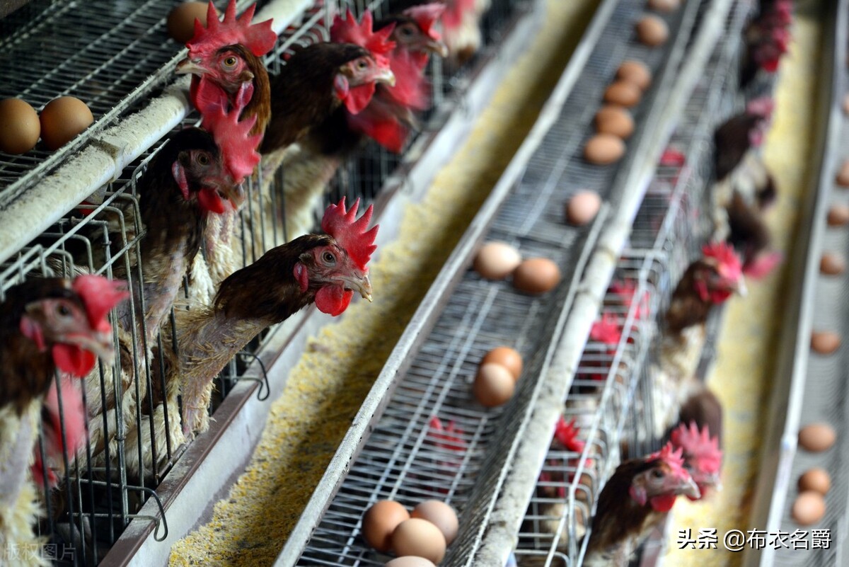 蛋鸡脂肪肝瘫痪如何治疗,蛋鸡脂肪肝为什么喂胆碱