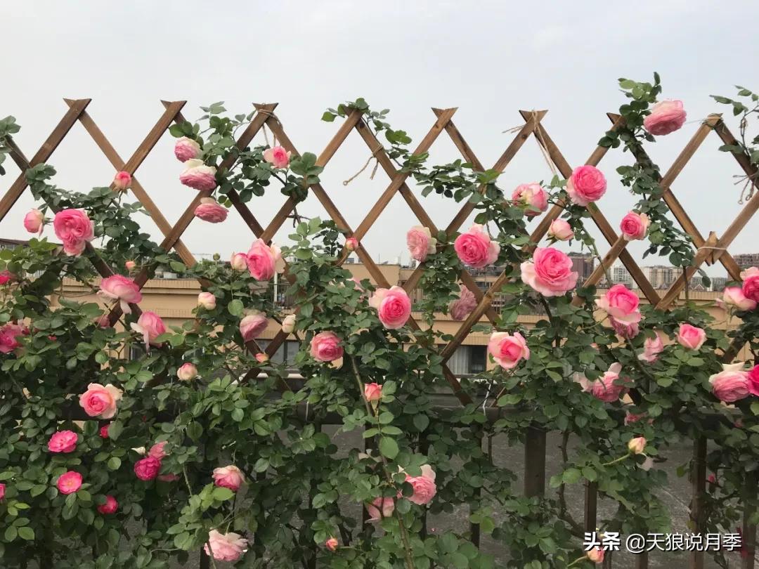 月季春季第一波花要不要剪,月季春季第一波花开后嫁接