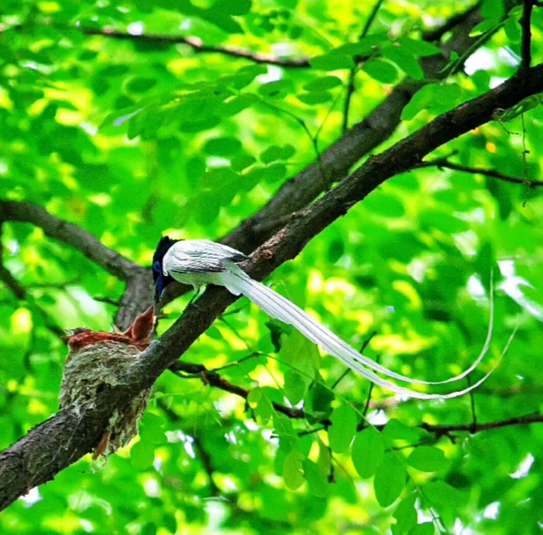 父母偏心的结果是什么,父母偏心造成的下场动画