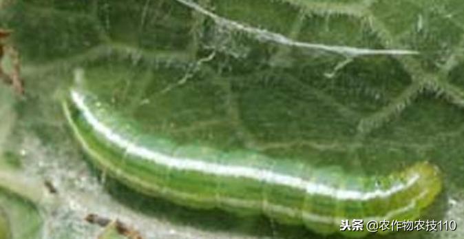 大棚甜瓜种植技术视频教程,大棚种植甜瓜利润怎么样