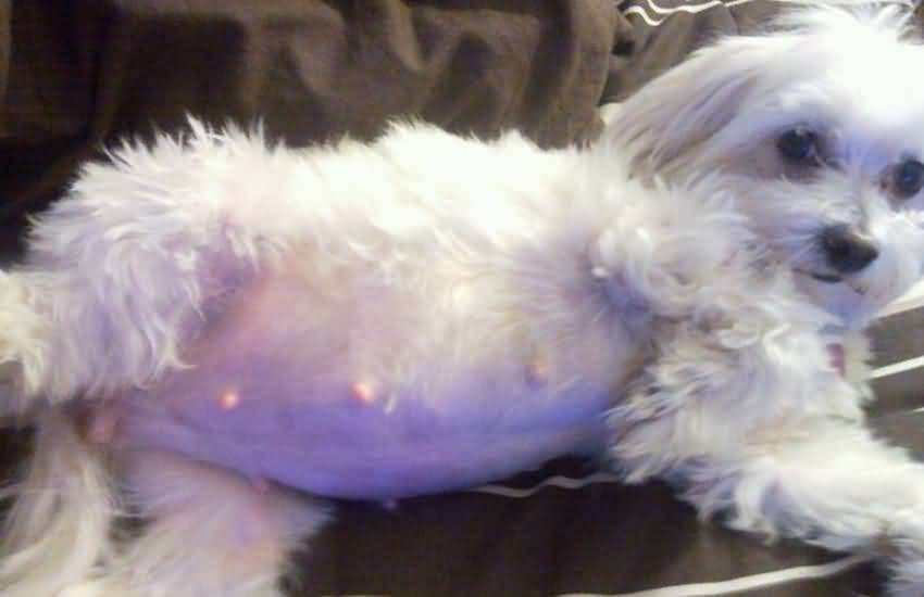 怎么辨别狗狗是怀孕还是子宫蓄脓,狗狗怎么辨别是否是死胎