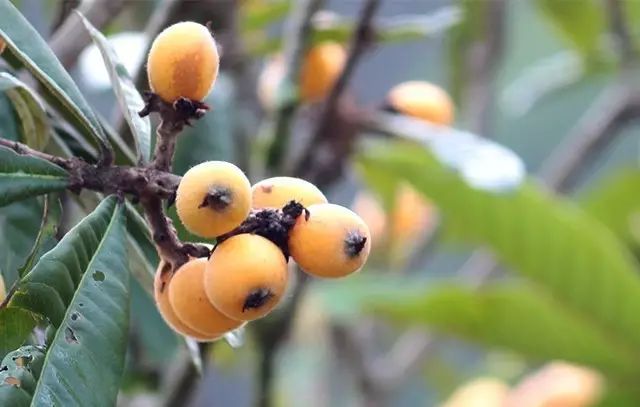 无花果树在庭院内种植有什么寓意,冷杉树长在庭院里风水上有说法吗