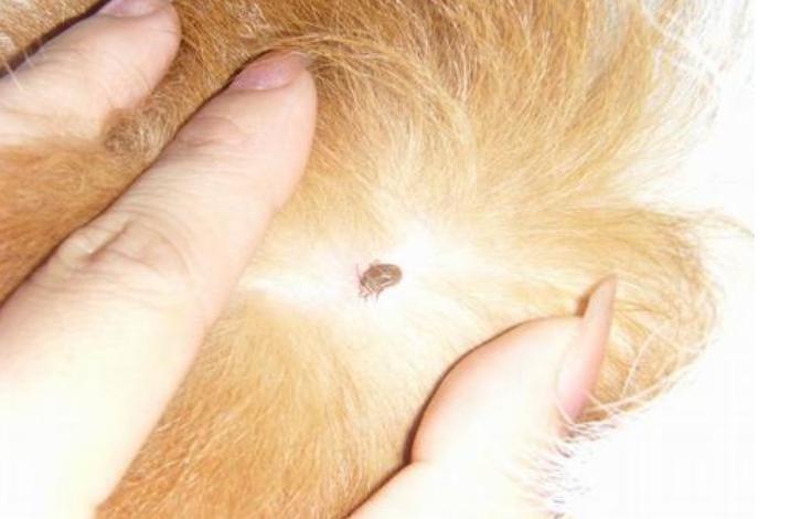 狗狗5种表现离死亡不远了,狗狗常见的十大疾病