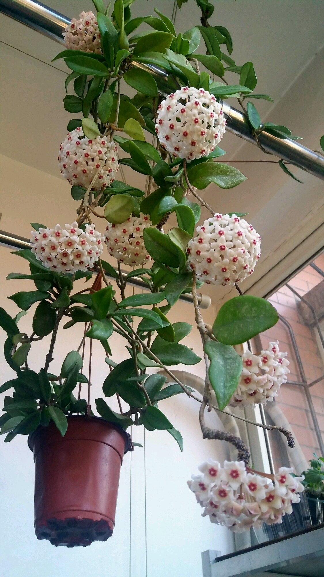 家里养兰实用技艺,如何养球兰能开花