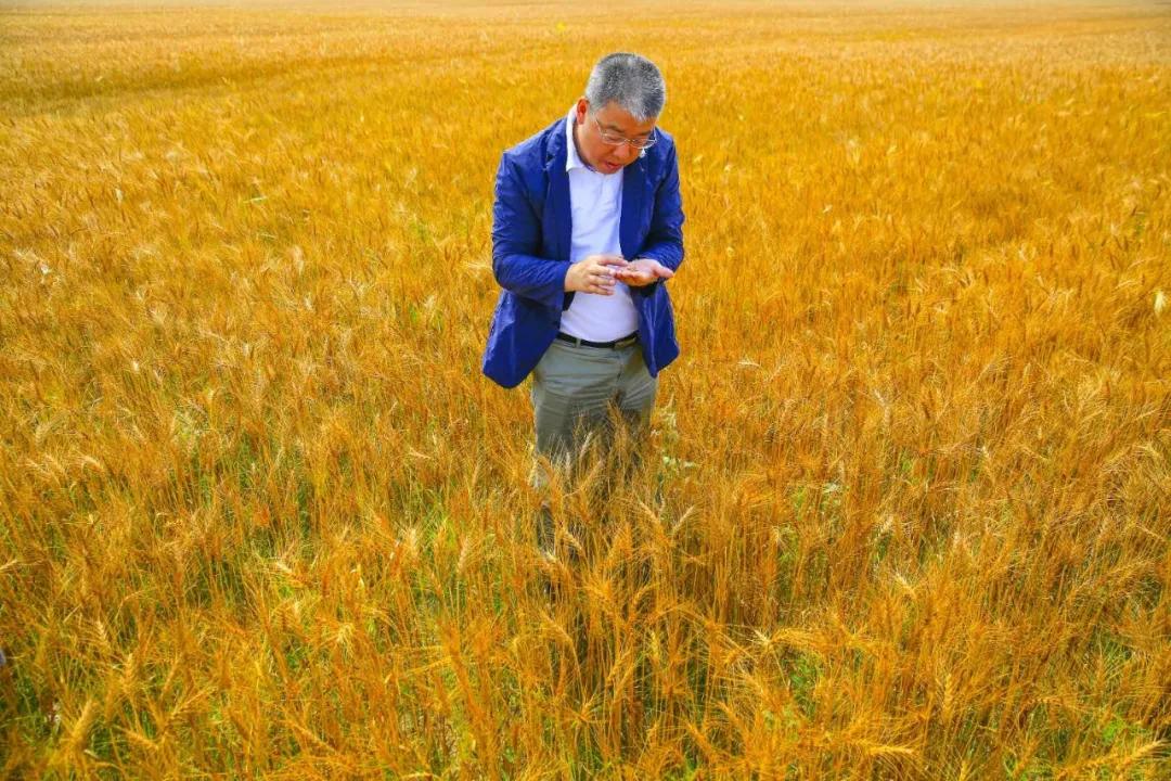 洮南玉米收割,洮南收玉米