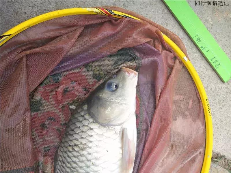 从钓鱼大师到钓鱼圣人,钓鱼大师为啥都是小钩细线钓大鱼