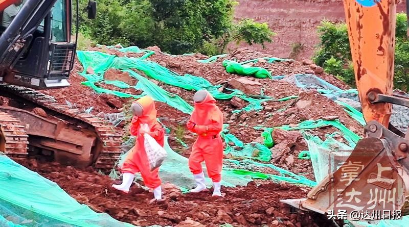 天热马蜂在蜂巢乱飞怎么回事,气温高马蜂如何过冬天