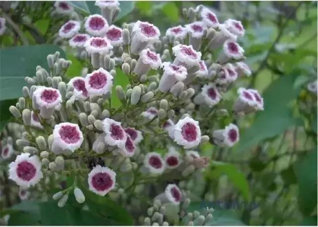 客家臭屁粽做法,客家臭水藤