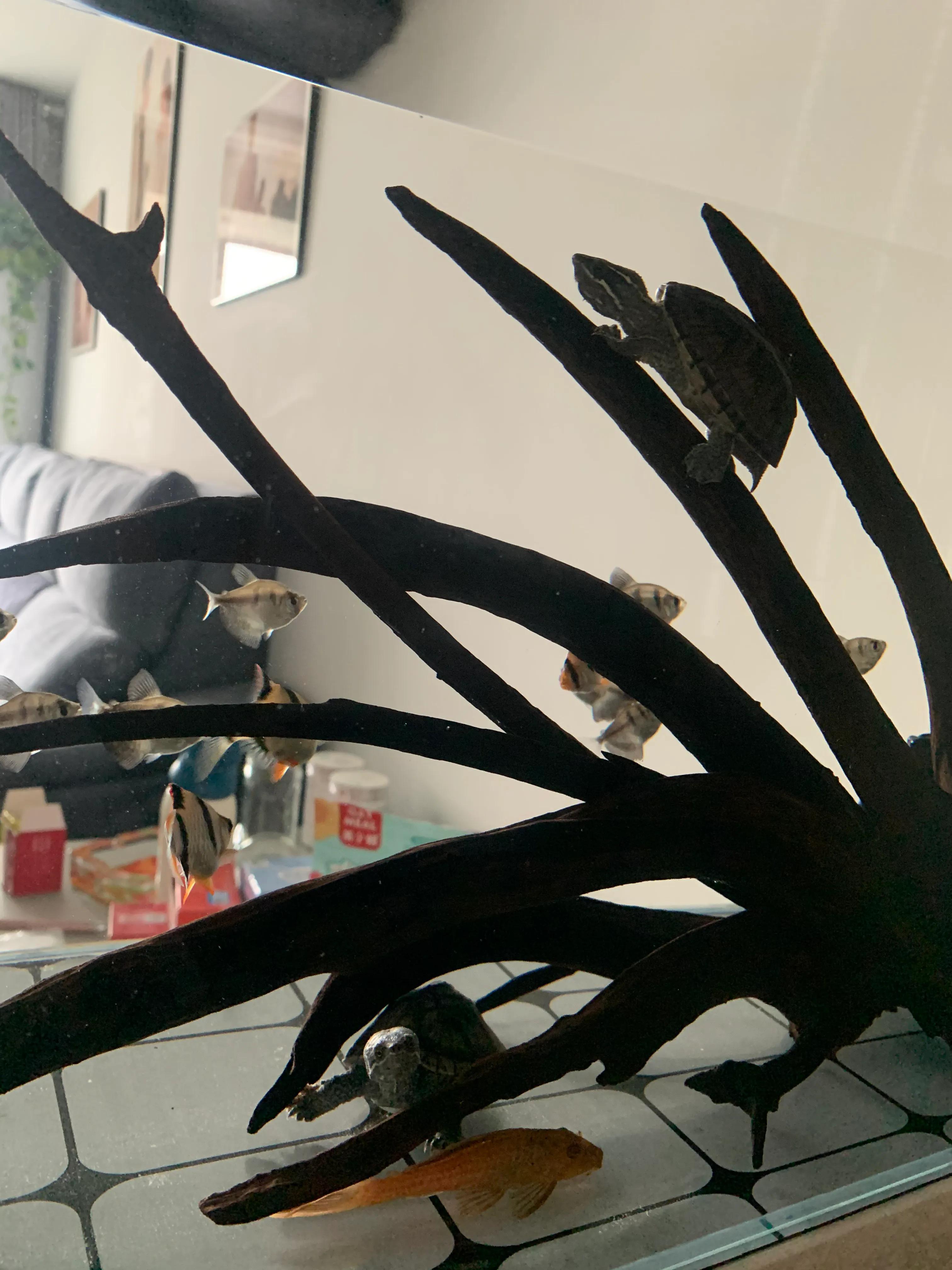 侧滤鱼缸养麝香龟,麝香龟在鱼缸里面怎么养