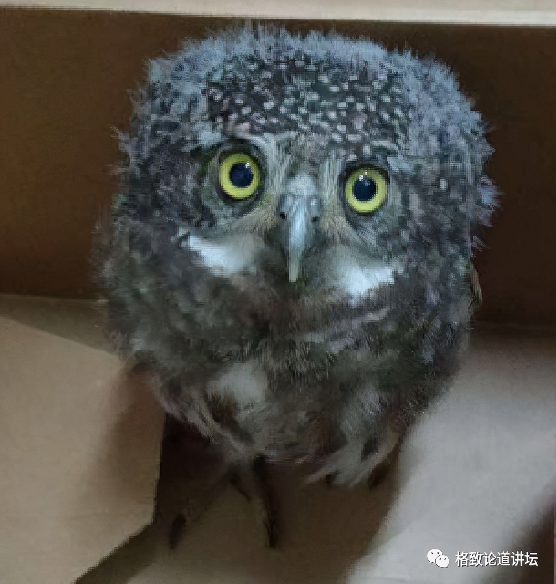 捡到受伤的鸟是好事吗,捡到受伤的鸟联系哪个部门救助