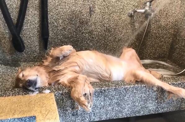 金毛饲养知识大全,金毛饲养前的必备知识