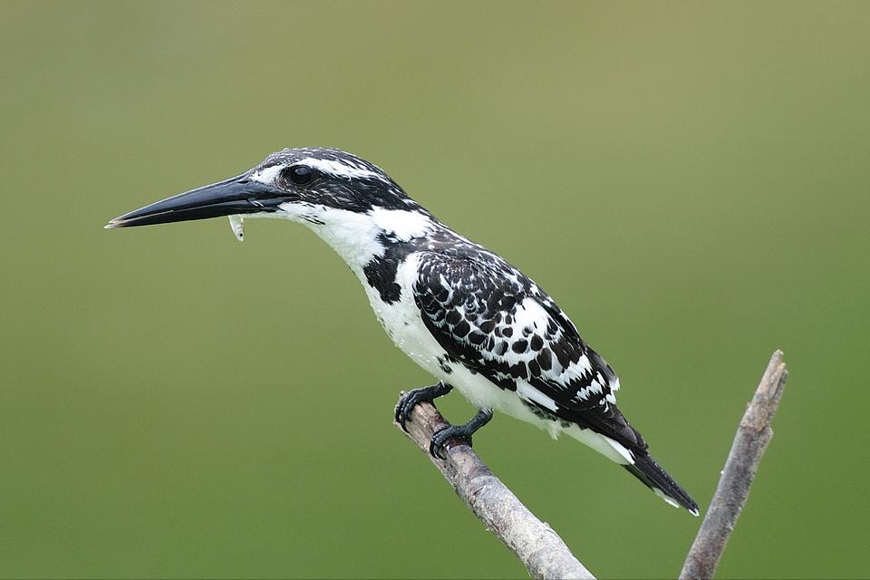 东江揽胜,惠州淡水常见鸟类图谱