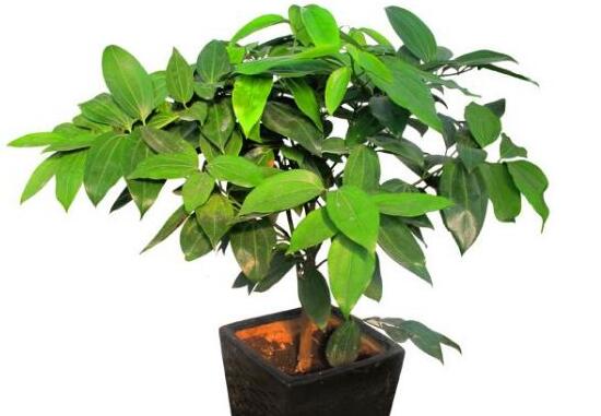 平安树有什么寓意和好处,平安树有什么好处