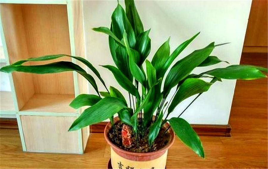 一叶兰的叶子长得又矮又小,一叶兰多久长新叶