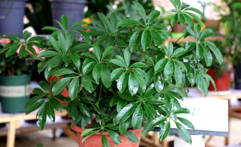 鸭掌木枯黄落叶怎么补救,鸭掌木怎么养枝繁叶茂告别黄叶