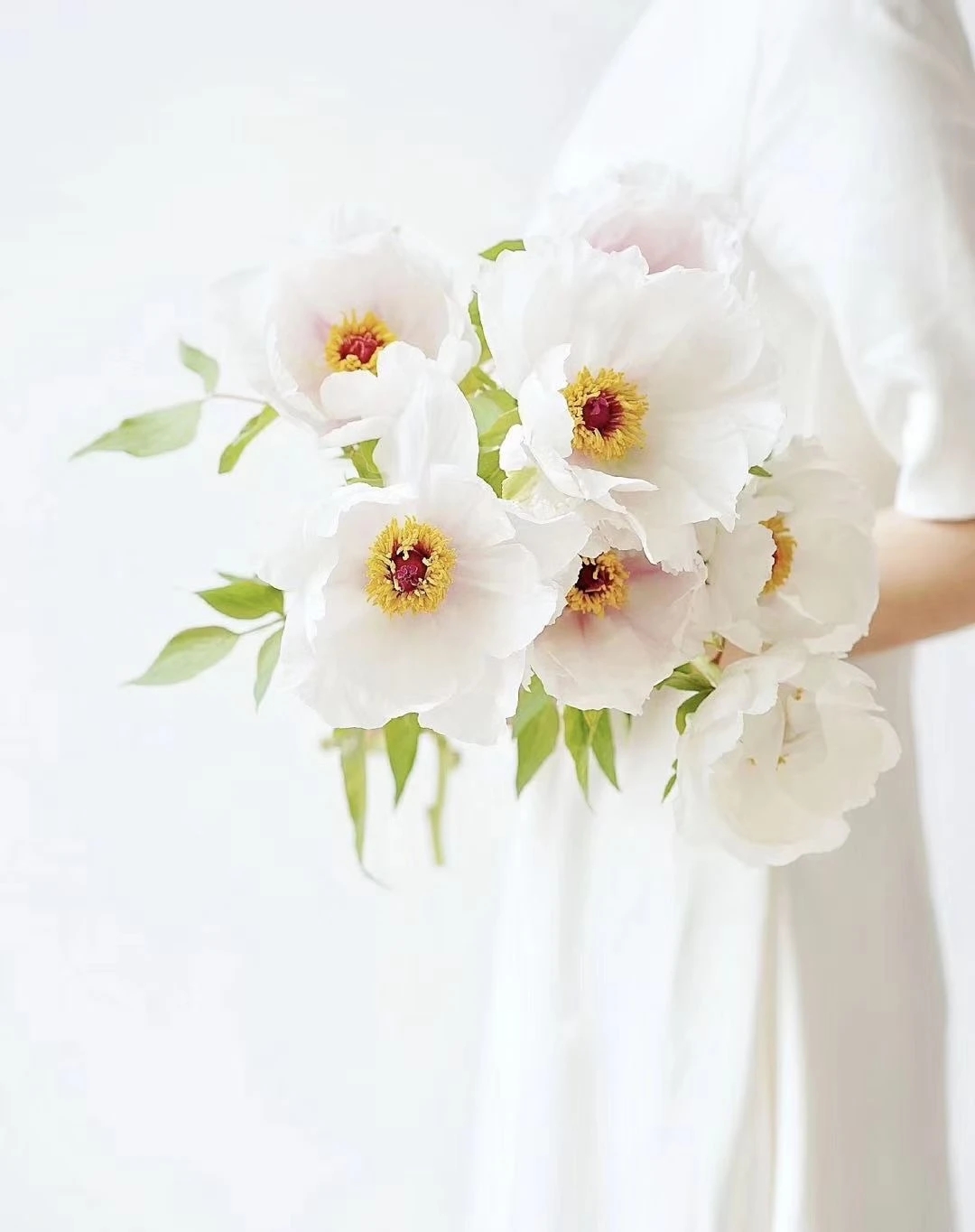 植库‖跟随仙气飘飘的油牡丹，追寻春天的步伐