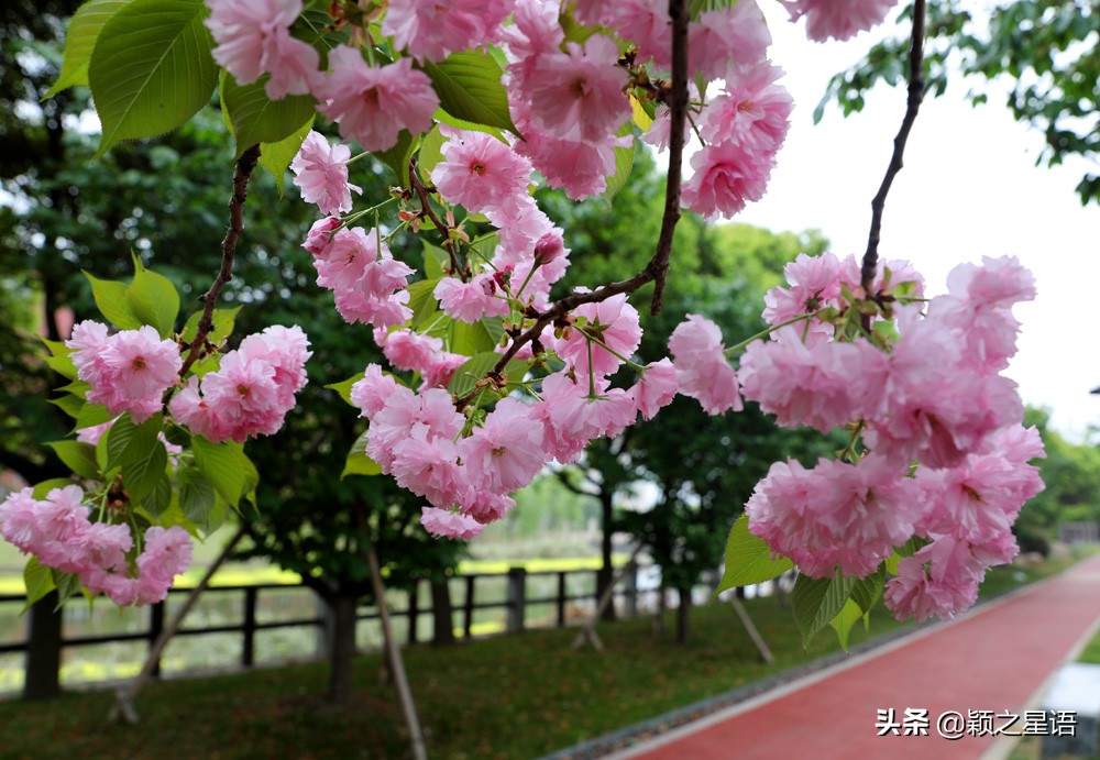 十里樱花十里尘,十五个赏樱地,赴一场樱花之恋