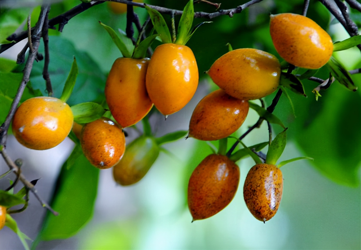 百种果子简介,百种果实图片