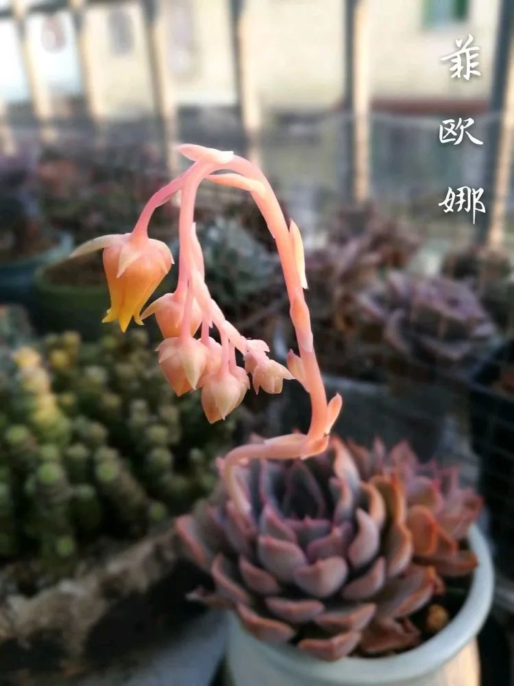 适合从小养到大的多肉,由小到大由浅入深