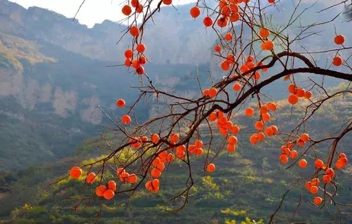 柿子熟了美文赏析,柿子熟了美图100张