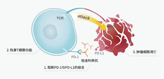 信迪利单抗诞生记!唯一进入中国医保的PD-1产品