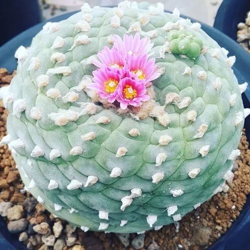 世界十大花卉排行榜名单,世界十大名贵花草