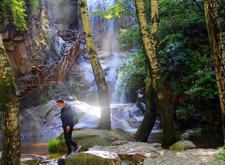 驼梁七月草原美，金莲妖娆入画里/郝贵云
