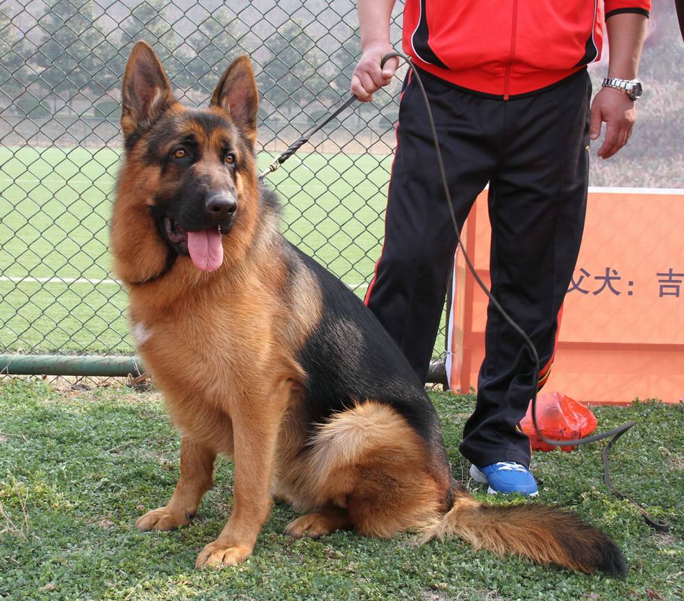 马犬、德牧傻傻分不清楚，两位“硬汉”之争，谁能更胜一筹？