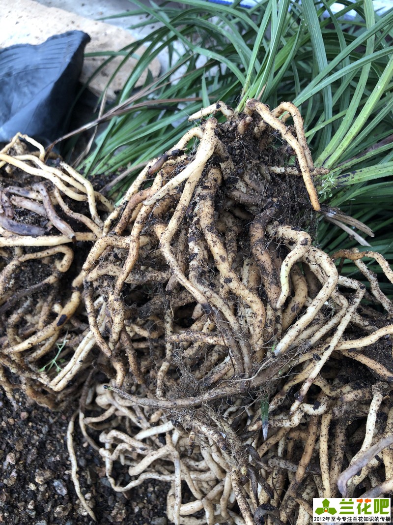 种兰花用粗砂好还是细砂好,粗砂混合土壤可以养兰花吗