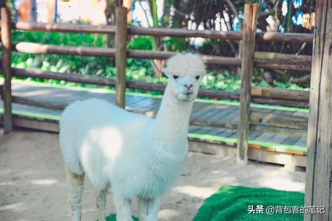 进出景区排队3个小时,岛上物价高上天,这的游客还是多的挤破头