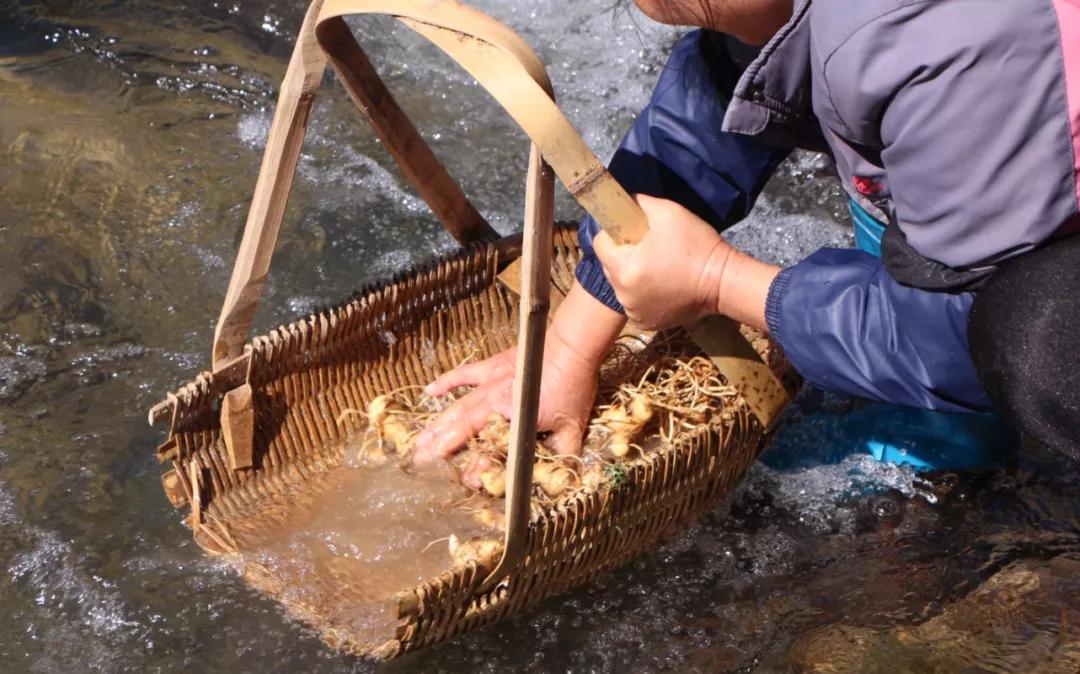 江西深山里，有人正布局黄精产业，想不到他还是一位跨界新农人