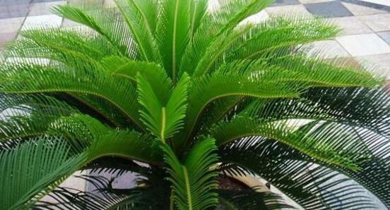 铁树怎么养长枝条,铁树怎么养殖才能养好