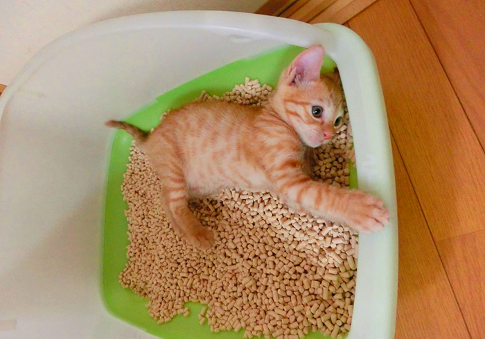 猫咪驱虫拉稀后应该怎么治,猫咪腹泻还能驱虫吗