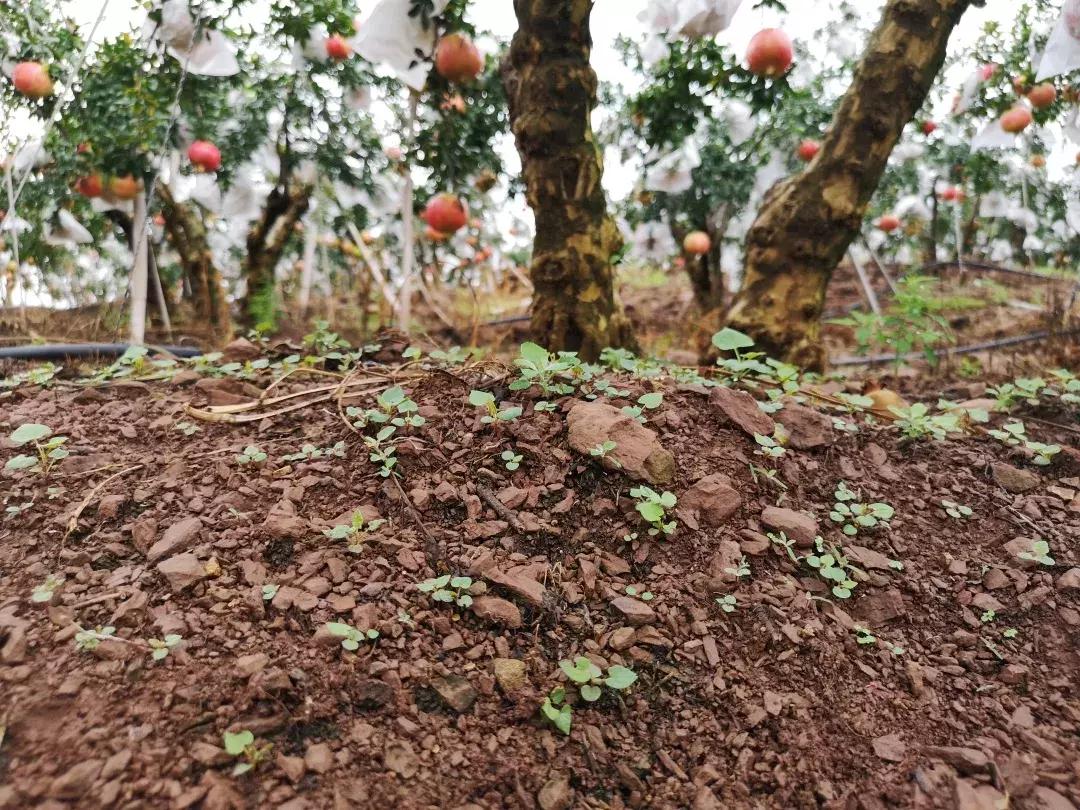 辰颐物语甜橙胶原蛋白,辰颐物语蜜糖