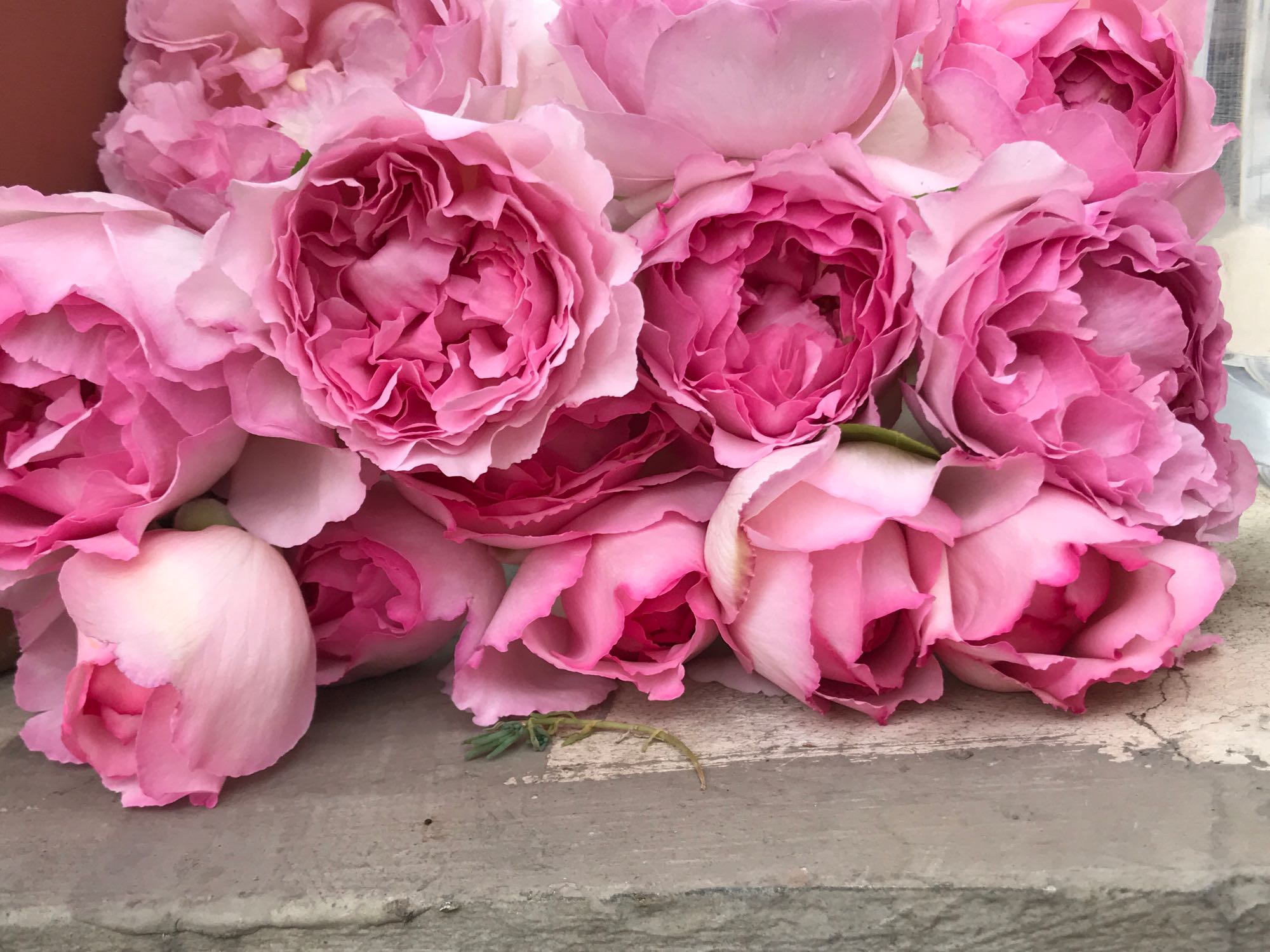 月季夏天可以给花苞戴网套吗,月季花苞网套