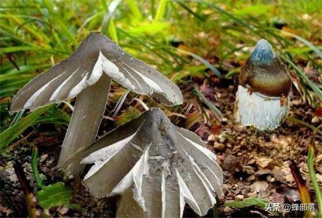 土人参根多少钱一斤,埋在地下的人参