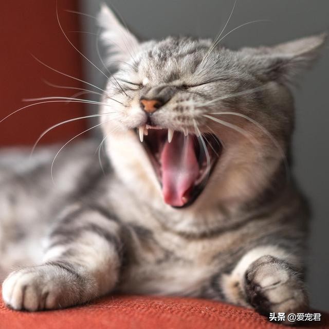 铲屎的时候猫就过来了,铲屎的时候猫咪会冲过来