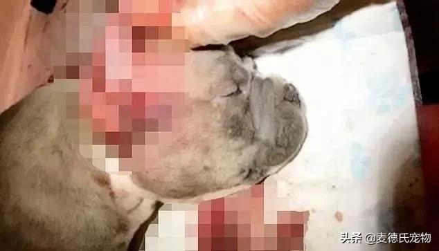 如何让狗子变得更听话,怎么让狗子越来越听话