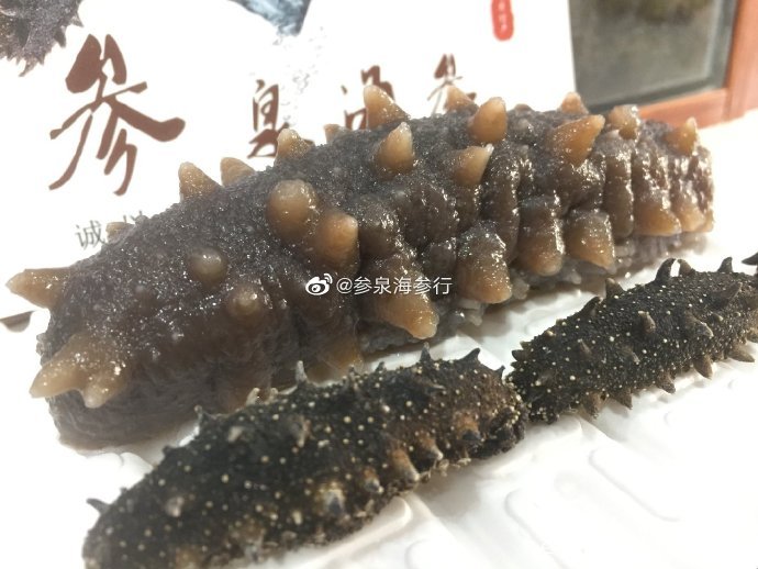 山东威海的特产海参,海参被称为什么之王