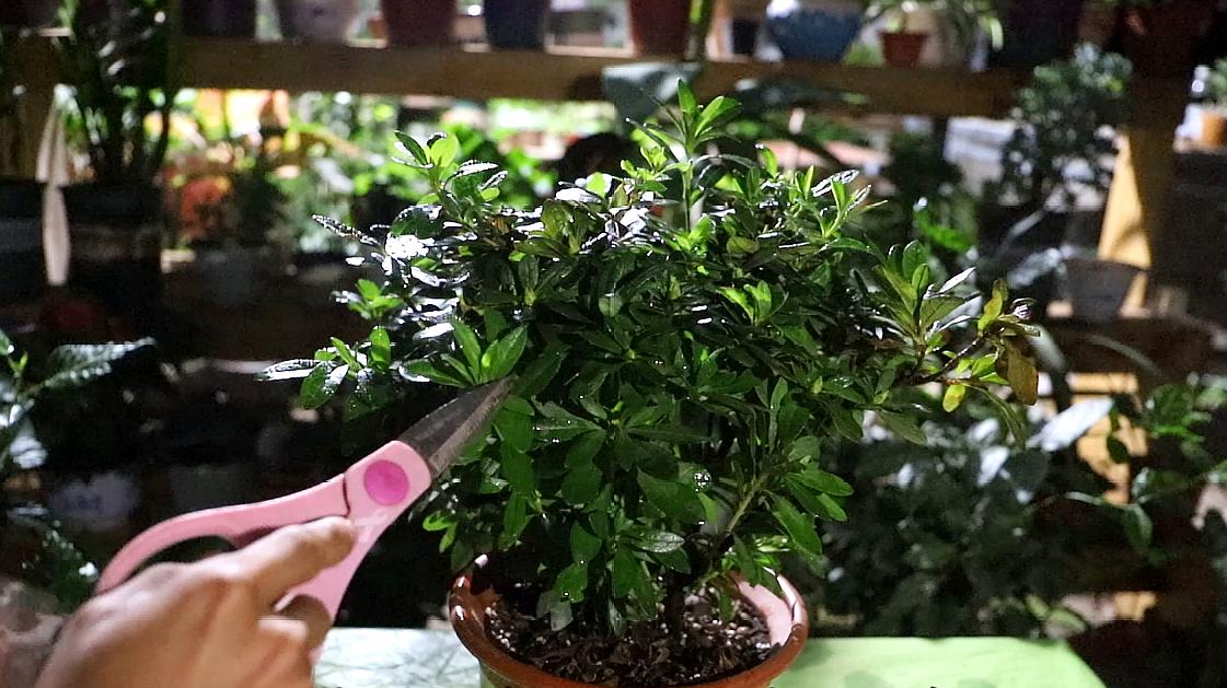 养了一个月的杜鹃花蔫了怎么办,在干燥的北方室内如何养杜鹃花