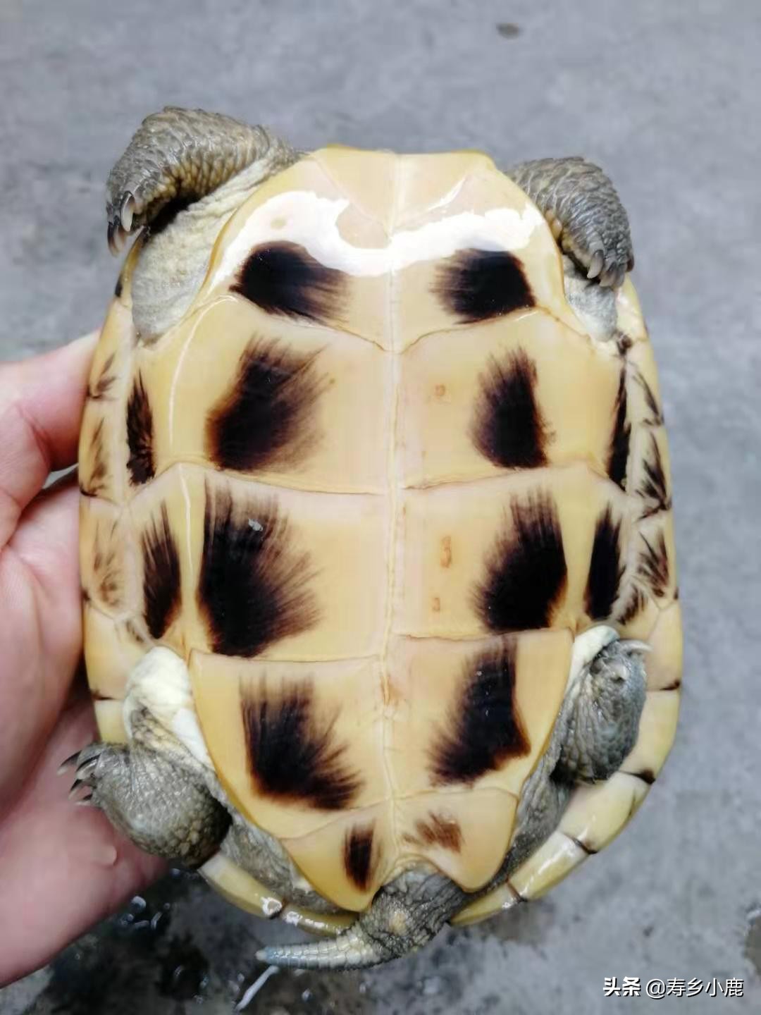 石金钱龟降价原因,石金钱龟的困境