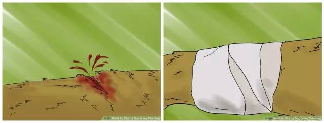 狗狗常见的意外事故及急救方法,狗狗意外伤人怎么治疗