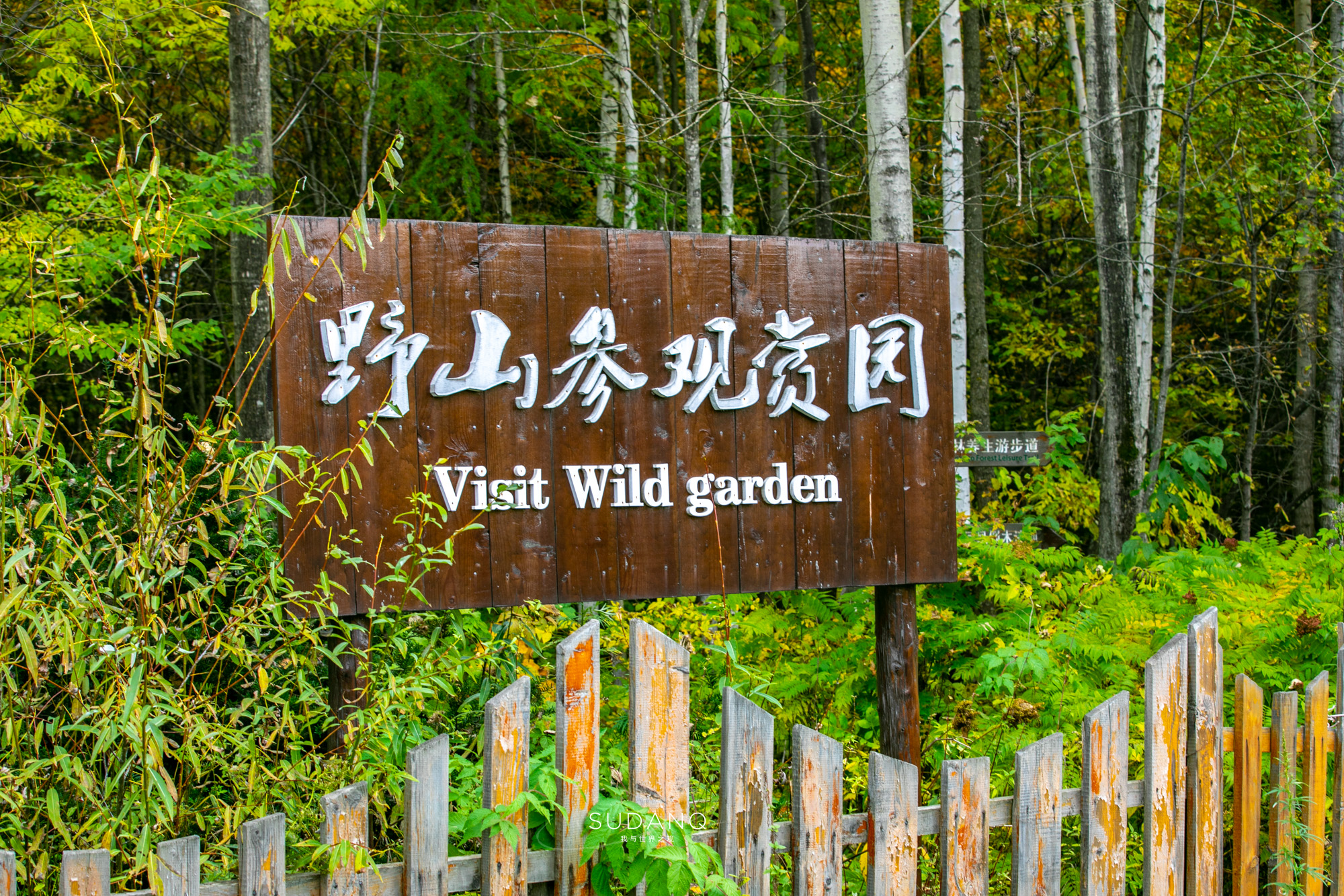 长白山百年野生人参为什么贵,长白山人参最好在哪里