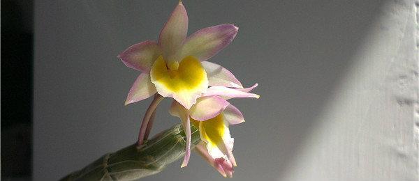 球花石斛的养殖方法,石斛的养殖方法和技巧