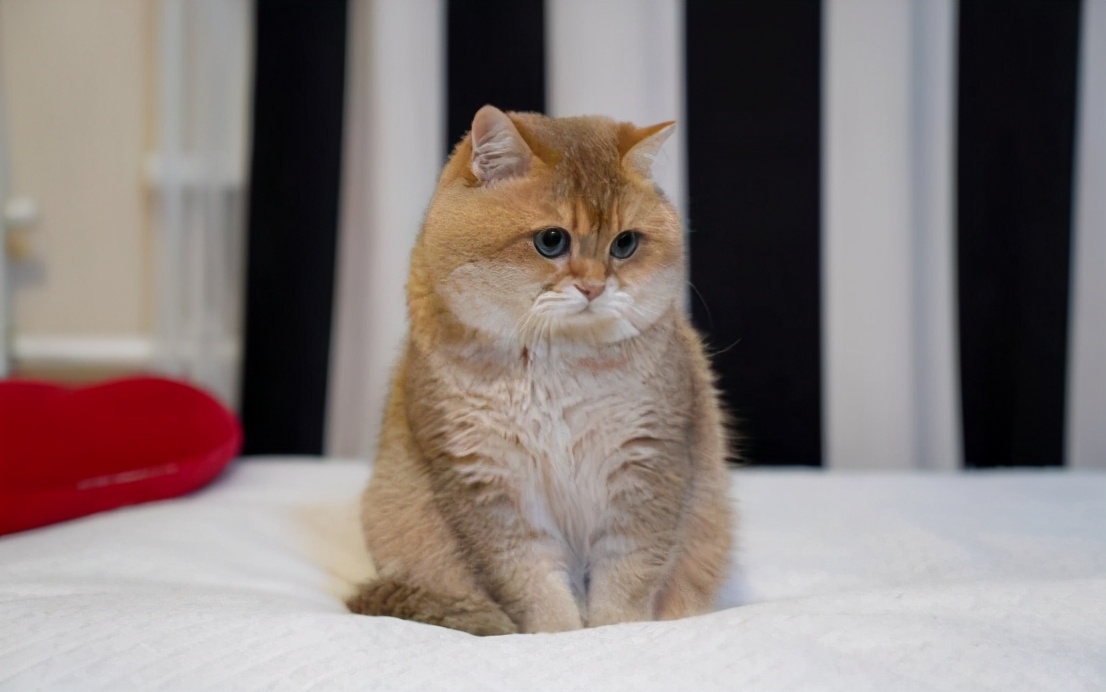 猫咪呕吐处理攻略,猫咪常见的呕吐原因及治疗方法