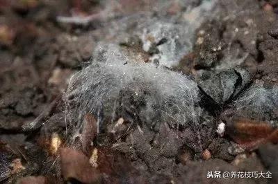 盆栽植物土壤发霉怎么处理,盆栽植物长毛毛怎么办